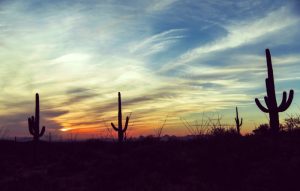 desert-landscape-with-saguaro-cacti